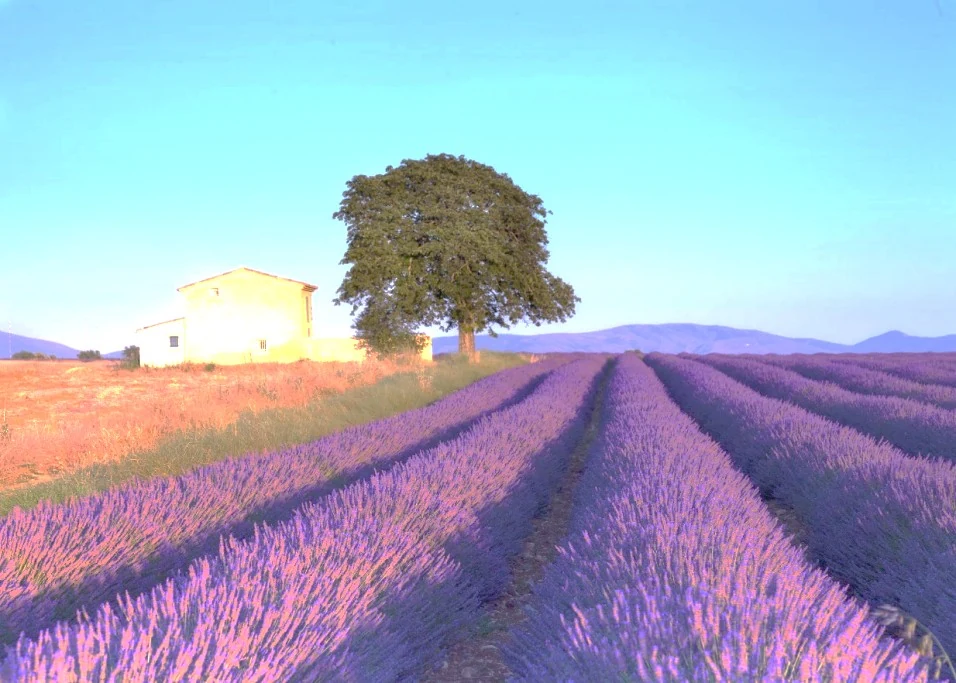 Lavender fields in Provence